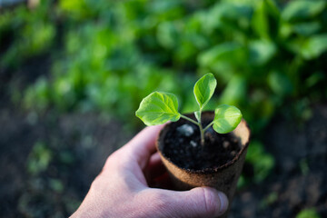 green seedling in a pot organic gardening