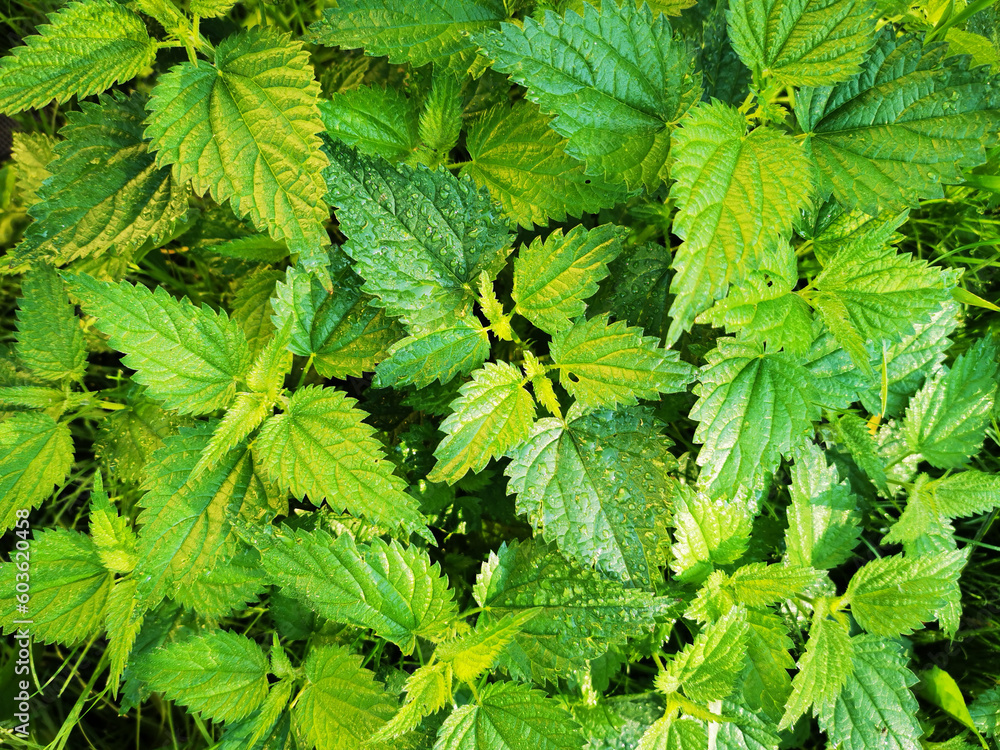 Wall mural fresh nettle texture