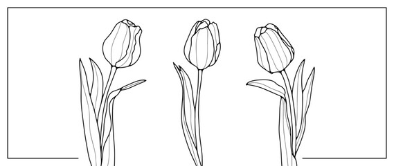 Black and white vector floral illustration with three delicate tulips. Illustration for coloring books, decor, wallpapers, business cards, diplomas and presentations, postcards