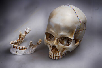 human skull bone in the shadow