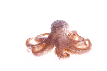 Octopus on a white background