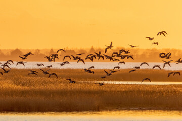 Nonnengänse zum Sonnenaufgang am Bodden vor Zingst.