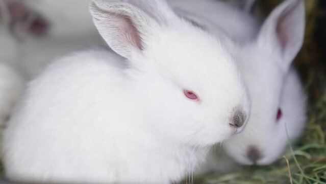 Cute white baby rabbits in a cage. breeding rabbits on the farm.