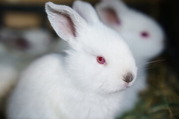 Cute white baby rabbits in a cage. breeding rabbits on the farm.
