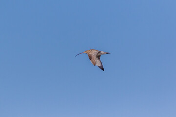 Großer Brachvogel im Flug.