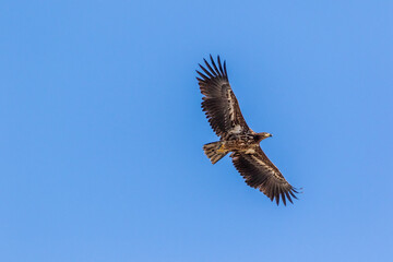 Seeadler im Flug.