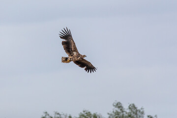Seeadler im Flug.