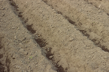 Beautiful vegetable garden with greenhouses potato beds and black soil great design for any purposes Home backyard