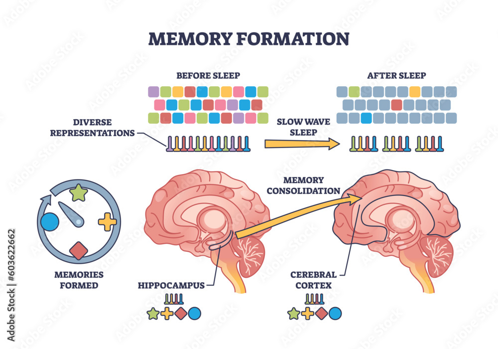 Poster memory formation and effective processing after night sleep outline diagram. labeled educational sch