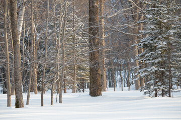 Morning sunlight on trees in winter forest