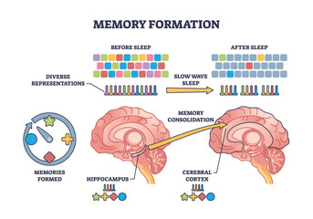 Memory formation and effective processing after night sleep outline diagram. Labeled educational scheme with anatomical process for hippocampus consolidation for cerebral cortex vector illustration. - obrazy, fototapety, plakaty