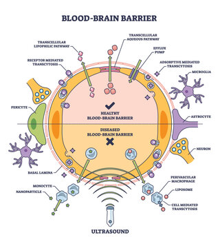 Blood brain barrier or BBB as immunological feature of CNS outline diagram. Labeled educational medical scheme with healthy BBB and diseased comparison vector illustration. Body protection system.