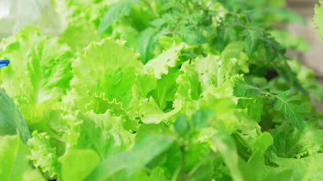 A woman's hand plucks lettuce leaves in the beds in the greenhouse.