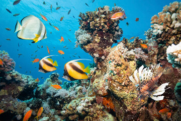 Naklejka na ściany i meble Coral Reef with Tropical Fishes, Red Sea, Egypt