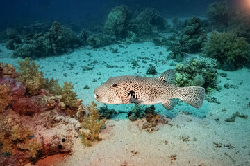 Naklejka na ściany i meble Pufferfish (Arothron Stellatus), Red Sea, Egypt