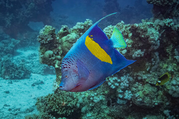 Fototapeta na wymiar Yellowbar Angelfish (Pomacanthus Maculosus) Red Sea, Egypt