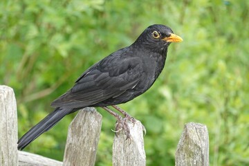 Amsel