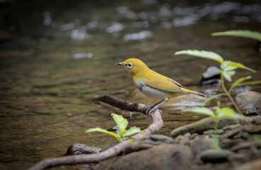 Indian white-eye. indian white-eye, formerly the oriental white-eye, is a small passerine bird in the white-eye family.