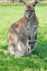 Känguru mit Kind im Beutel