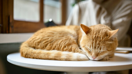 A chunky cute orange cat is sleeping on a table in the living room.