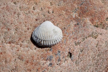Muschel auf einem Stein