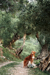 dog near the olive tree. Nova Scotia duck tolling retriever in nature. Toller on a walk in the...