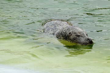 Seehund schwimmend