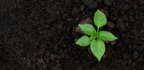 Young green pepper plant growing in a black fertility soil. Top view, overhead. Vegetable seedling is in the fertile dirt. Gardening mock up. Farm mockup with free space for text. Planting ground.