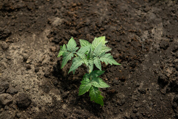 Young tomatoes seedling plant growing in black fertile ground. Transplanting sprouts of tomatos in greenhouse. Concept of farming, gardening, horticulture. Tomato planting. Vegetable garden. Top View