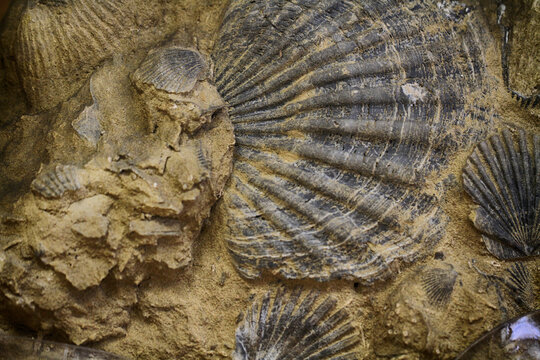 sea shell fosil texture