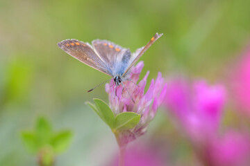 Common blue butterfly - Polyommatus icarus - on Trifolium pratense - the red clover