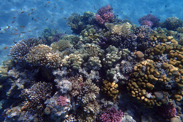 Fototapeta na wymiar coral reef from the Red sea