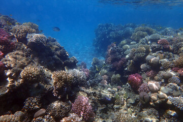 Fototapeta na wymiar coral reef from the Red sea