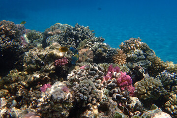 Naklejka na ściany i meble coral reef from the Red sea