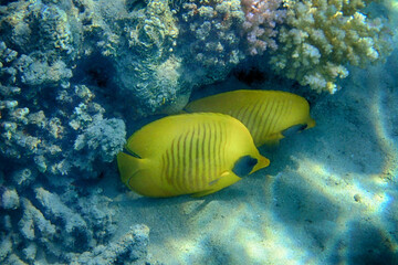 Fototapeta na wymiar Chaetodon semilarvatus red sea Fish