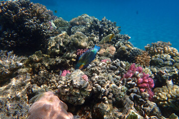 coral reef from the Red sea