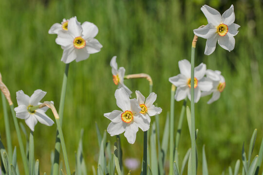 Group of white poet&rsquo;s daffodils (Narcissus poeticus).