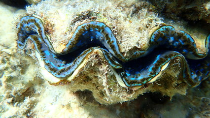 Bivalve mollusc maxima clam or small giant clam (Tridacna maxima) undersea, Red Sea, Egypt, Sharm El Sheikh, Nabq Bay
