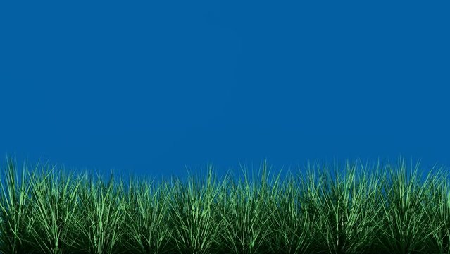 Isolated grass on blue screen background chroma key.