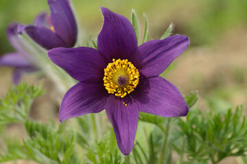 Closeup on a purple pasque flower blossom (Genus pulsatilla). Focus on the yellow stamen.