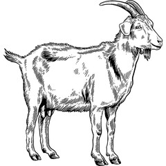 Hand drawn Goat Side View Sketch Illustration