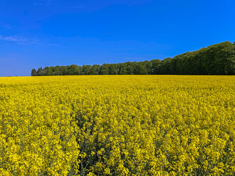Yellow blossom of a rapeseed field in bloom in the northern Germany in springtime 
