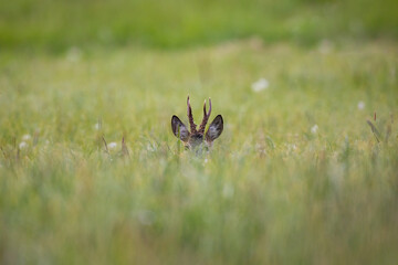 Roebuck - buck (Capreolus capreolus) Roe deer - goat