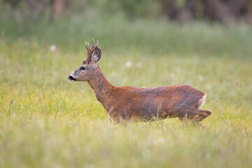 Roebuck - buck (Capreolus capreolus) Roe deer - goat