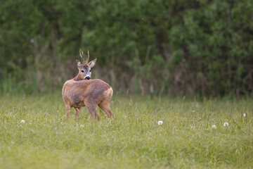 Roebuck - buck (Capreolus capreolus) Roe deer - goat