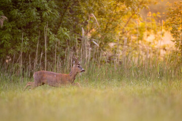 Roebuck - buck (Capreolus capreolus) Roe deer - goat © szczepank