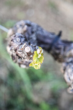 Grape leaves in early spring