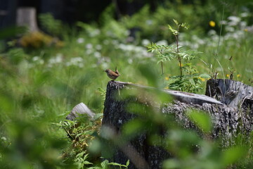 Zaunk&ouml;nig auf Baumstamm