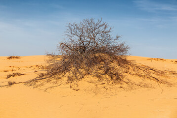 A desert plant in the sands of the Big Brother dune in the Astrakhan region. Russia