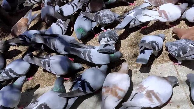 Paloma brav&iacute;a (Columba livia), palomas grises en primer plano, picoteando granos del suelo. Las palomas comen comida en el parque, un enfoque selectivo.